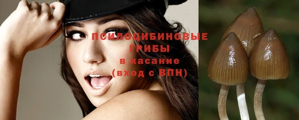 стаф Алзамай